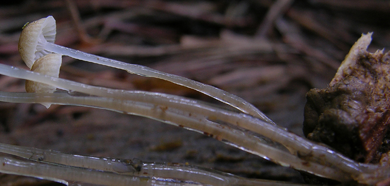 Roridomyces roridus.